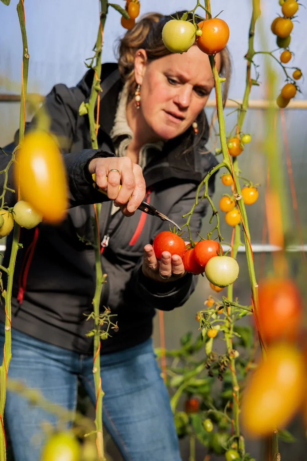 Tomaten plukken in de kas van Lintelo 12
